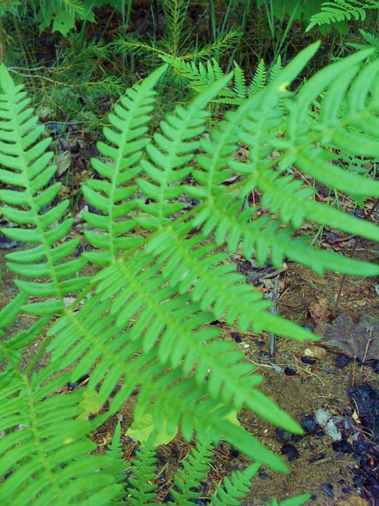 Creative Images Gallery