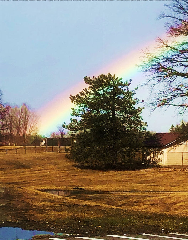 " A Tree's Rainbow" " Canvas Print - Art by Don Paone and Friends